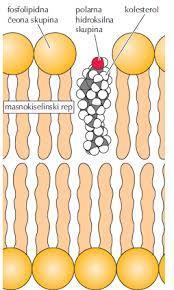 6 1.1.1. Kolesterol Kolesterol je najrašireniji steroid i on je prisutan i kao membranska komponenta i kao preteča mnogih signalnih molekula.