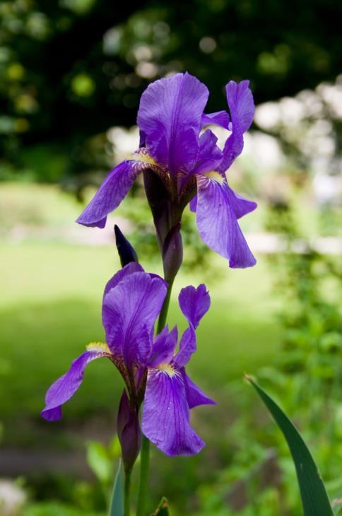 Slika 4. Hrvatska perunika (Iris croatica) (https://en.wikipedia.org/wiki/iris_croatica). 2.2.3. Taksonomski status i rasprostranjenost germanske perunike (Iris germanica L.