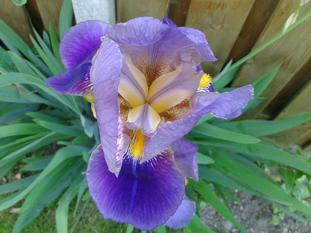 Slika 5. Germanska perunika (Iris germanica L.) (https://en.wikipedia.org/wiki/iris_germanica#/media/file:iris_germanica_2012-2.jpg). 2.2.4.