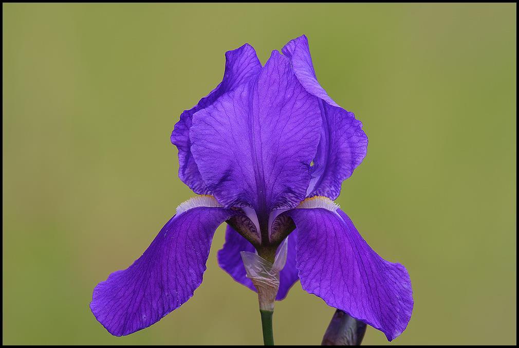 2.2.5. Taksonomski status i rasprostranjenost ilirske perunike (Iris illyrica L.