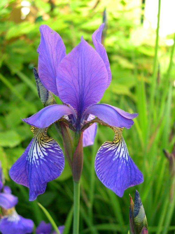 2.2.7. Taksonomski status i rasprostranjenost sibirske perunike (Iris sibirica L.) Sibirska je perunika na području Hrvatske i susjednih zemalja prisutna s dvjema podvrstama I. sibirica ssp.