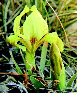 Cvjeta u ožujku i travnju. Panonska perunika slična je izgleda kao i jadranska, samo što je malo većih dimenzija. Slika 12. Jadranska perunika (Iris adriatica L.) (http://www.matica.