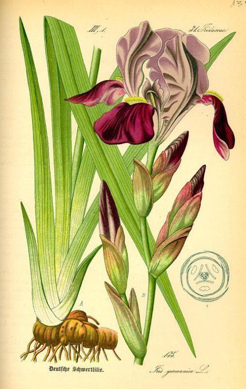 Slika 14. Germanska perunika (Iris germanica L.) (http://valznanje.com/images/stories/ljekovitobilje/73-perunika2.jpg). 2.3.4. Morfološke značajke uskolisne perunike (Iris graminea L.