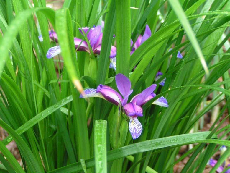 Slika 15. Uskolisna perunika (Iris graminea L.) (http://www.signa.org/index.pl?display+iris-graminea+3). 2.3.5. Morfološke značajke ilirske perunike (Iris illyrica Tomm.