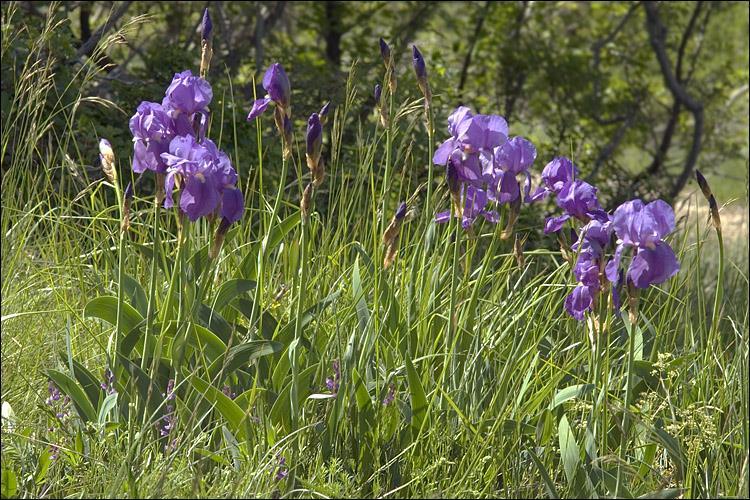 Slika 16. Ilirska perunika (Iris illyrica L.) (http://calphotos.berkeley.edu/imgs/512x768/0000_0000/0606/1460.jpeg). 2.3.6. Morfološke značajke močvarne žute perunike (Iris pseudcorus L.