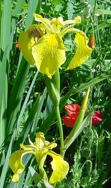 Slika 17. Močvarna žuta perunika (Iris pseudacorus L.) (http://www.signa.org/index.pl?display+iris-pseudacorus+9). 2.3.7. Morfološke značajke sibirske perunike (Iris sibirica L.