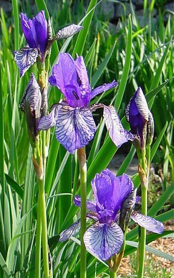 Slika 17. Sibirska perunika (Iris sibirica L.) (http://www.signa.org/index.pl?display+irissibirica+1). 2.3.8. Morfološke značajke šarene perunike (Iris variegata L.