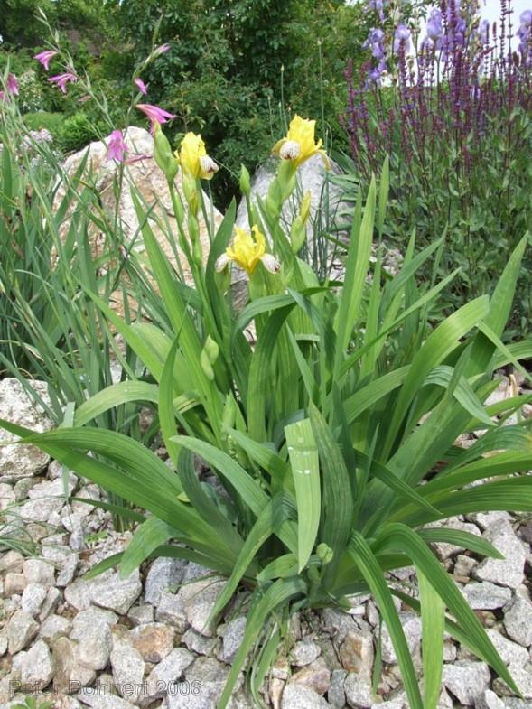 Slika 18. Šarena perunika (Iris variegata L.