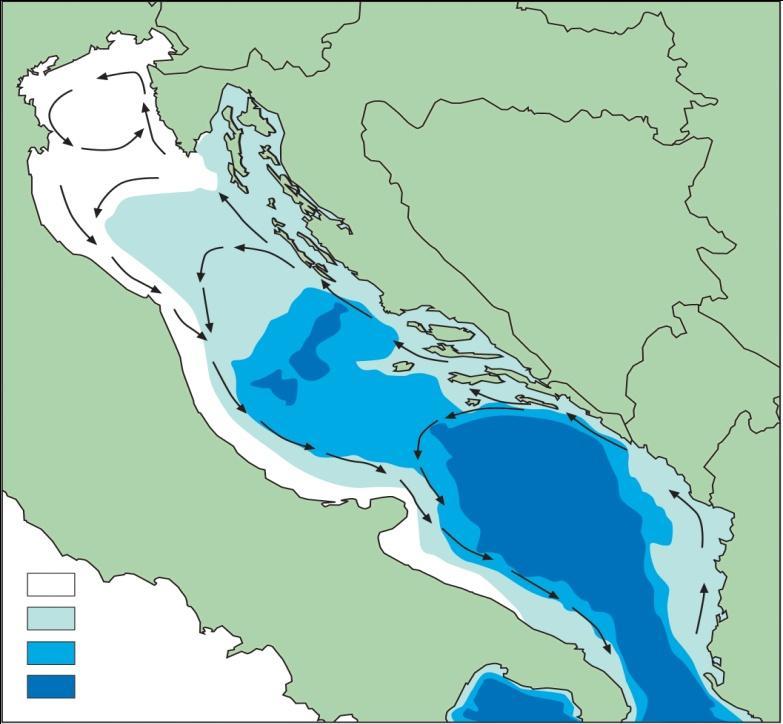 SJEVERNI JADRAN SREDNJI JADRAN JUŽNI JADRAN 0 50 m 50 100 m 100 200 m > 200 m Slika 6. Podjela Jadranskog mora s batimerijom i smjerom glavnih površinskih struja (preuzeto iz Lazar 2009). 2.2. Materijal Morski psi prikupljeni su iz ulova pridnenih koća u vremenu između 2005.