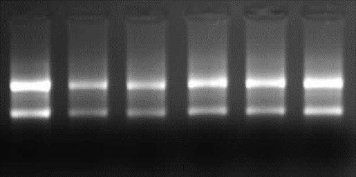 4.REZULTATI 4.1. Izolacija RNA RNA je izolirana iz tkiva hipotalamusa i gonadalnog masnog tkiva mužjaka štakora sojeva 5HT-niske i 5HT-visoke podlinije koji se razlikuju u razini serotonina u krvi.