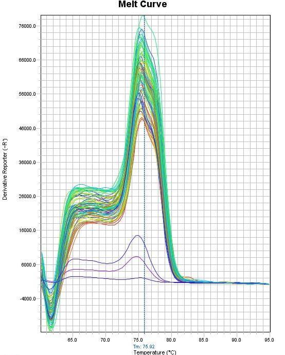 Slika 7. Krivulja taljenja produkata umnožavanja cdna za serotoninski receptor 2C metodom lančane reakcije polimerazom u stvarnom vremenu.