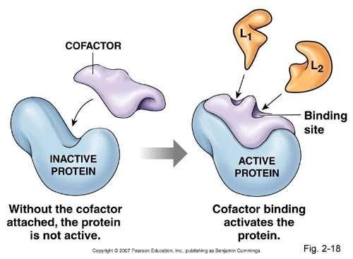 Proteinski dio enzimske molekule (apoenzim) treba se povezati s nekom neproteinskom molekulom (kofaktorom)