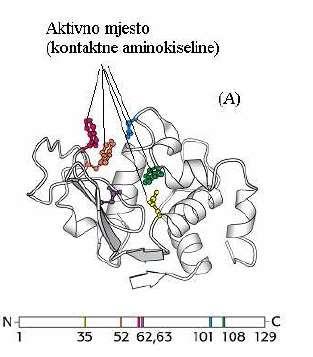 Aktivno mjesto predstavlja mali broj aminokiselina smještenih u unutrašnjosti u hidrofobnom dijelu proteinske molekule, čije prostorno