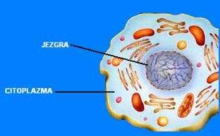 Citoplazma većine ćelija sadrži visoke koncentracije proteina, koji sadrže mnogo aminokiselina sa funkcionalnim grupama koje su slabe kiseline ili slabe baze.