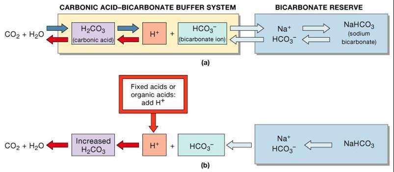 Bikarbonatni pufer Smjesa H 2 CO 3 i njenih soli NaHCO 3, ovaj pufer je važan samo kao vanćelijski pufer