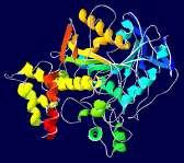 Hemijske reakcije u biološkim sistemima se odvijaju uz učešće enzima kao katalizatora.
