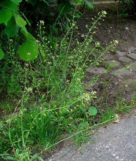 dolini Bratašnice i Cvetkove reke na Vlasinskoj visoravni.