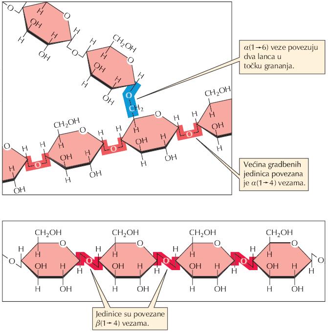 Glikogen i škrob izgrađeni su od molekula glukoze povezanih a(1-4), a celuloza b(1-4) vezama.