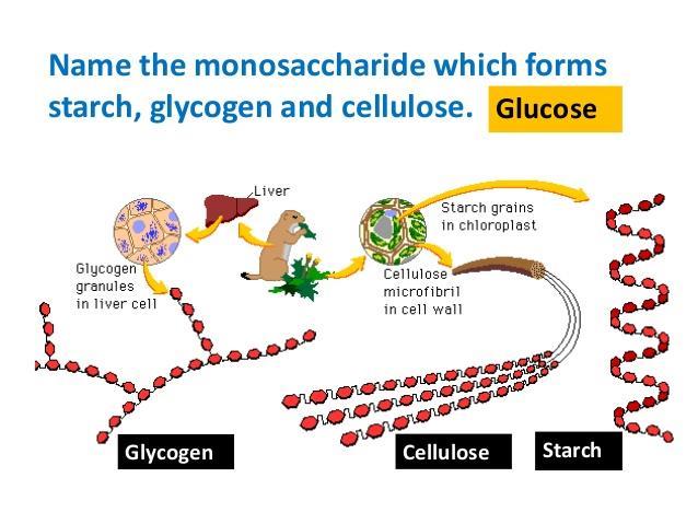 Моносахариди се не могу разложити на простије шећере.