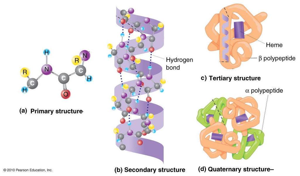 Водонична веза Терцијарна структура Примарна структура Секундарна структура Кватернарна структура Фибриларни протеин КОЛАГЕН и глобуларни протеин ХЕМОГЛОБИН
