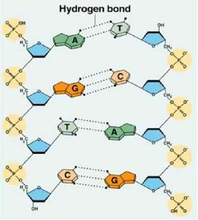 Нуклеинске киселине су дезоксирибонуклеинска киселина ДНК и рибонуклеинске киселине РНК.