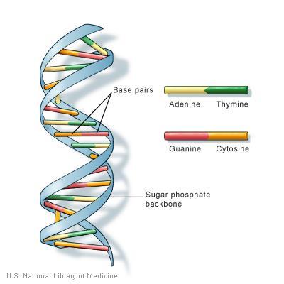 G, С или Т - Редослед дезоксирибонуклеотида у ланцу представља примарну структуру ДНК - Два дезоксирибонуклеотидна ланца су међусобно повезана водоничним везама које се успостављају између аденина