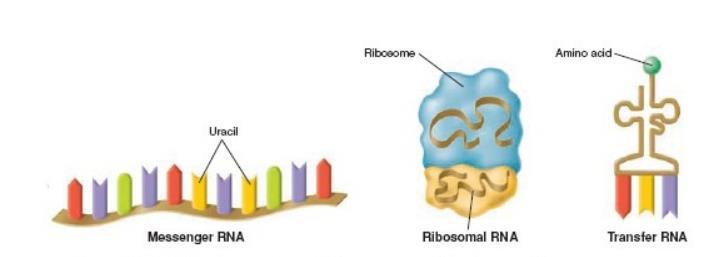 Рибозомске ( р РНК ) улазе у састав рибозома 3.