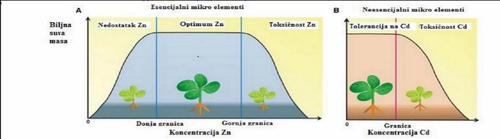 izazvati hlorozu, naročito kod mladih listova. Kod ovsa dolazi do nekroze a kod pšenice, suncokreta i kukuruza do smanjenja rasta.