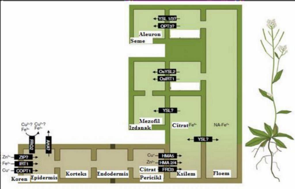primer, Fe, Cu i Zn se moraju transportovati do hloroplasta, mitohondrija, ali i vakuola, što je sve takođe uslovljeno i omogućeno ekspresijom odgovarajućih proteina transportera. Slika 7.