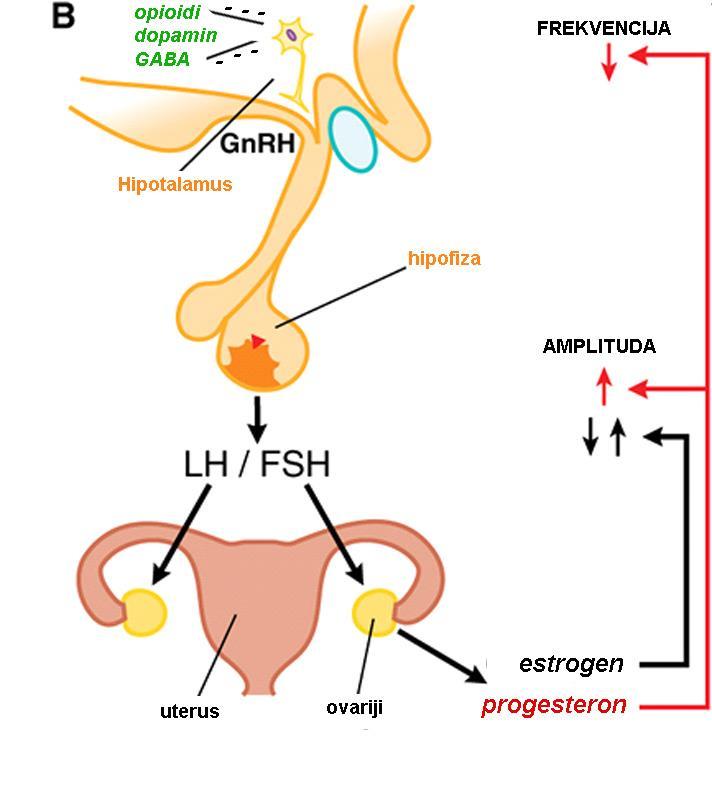 Slika 1 Regulacija lučenja spolnih hormona (1) Jedan se folikul razvije brže od ostalih i stvara Graafov folikul, dok ostali propadaju.