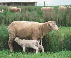 SAPLEMENT SHEEP 3% Vitaminsko - mineralni premiks za ovce i koze SAPLEMENT LUM 3% Vitaminsko - mineralni premiks za jagnjad i jarad Pakovanje: 3 kg, 25 kg Zašto koristiti GEBI Saplement za ovce i