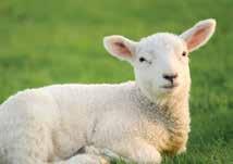 spravljanje potpunih smeša za ishranu ovaca i koza u količini od 3% (na 97kg ostalih hraniva se doda 3kg Sapmenet Sheep-a). Predloge mešanja sa Saplement Sheepom možete pogledati u tabeli.