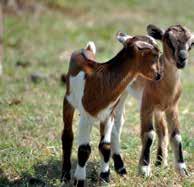 Korišćenjem predloga receptura dobija se visokokvalitetna smeša koja u potpunosti zadovoljava potrebe u razvoju, proizvodnji i reprodukciji ovaca i koza.