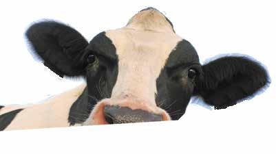 Krave nisu u mogućnosti da konzumiraju dovoljnu količinu hrane koliko im je potrebno za proizvodnju mleka.