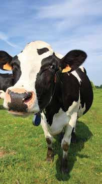 ENERGOMILK SUPER 30% ENERGOMILK SUPER PLUS 40% 4 EnergoMilk Super 30% se koristi za spravljanje potpunih smeša za ishranu visokoproduktivnih krava.