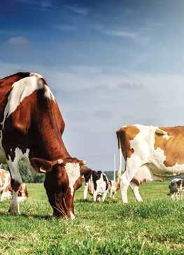 Zašto koristiti GEBI Supere za krave?