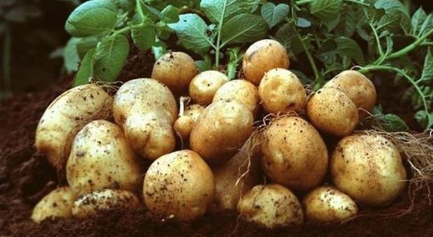 Slika 5. Krumpir 2.4. Porodica lukova (Alliaceae) Luk(Alliumcepa L.) Luk se može uzgajati na gotovo svim dobrim, strukturnim i plodnim tlima.