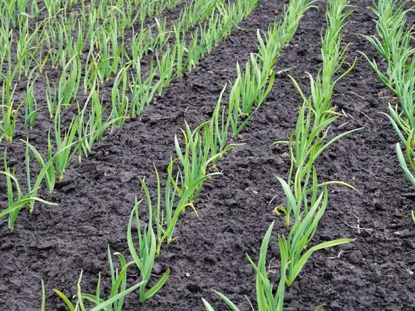 Češnjak(Alliumsativum L.) Za uzgoj češnjaka prikladna su lakša, aluvijalna tla dobre strukture, blago kisele ili neutralne reakcije. Osjetljiv je na zaslanjena tla.