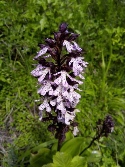 Cvate od maja do augusta. Plod je jajoliki kalavac. Slika 15. Salvia pratensis Lokaliteti: Prema knjizi Crvena lista flore, ova vrsta je utvrđena na šumskogospodarskom području.