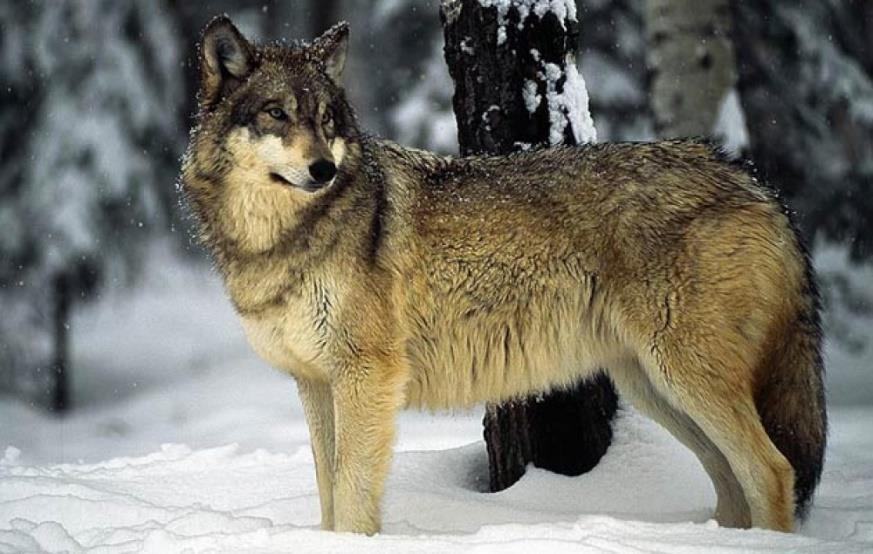 Vrsta: Canis lupus (Linnaeus, 1758) - Vuk (Status: Najmanje zabrinjavajuća) Veličina i težina vukova se jako razlikuje jer nastanjuju vrlo velika i različita područja.