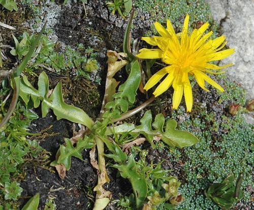 Vrsta: Taraxacum alpinum Hegetschw. - Planinski maslačak (Status: Ugrožena) Trajna zeljasta biljka. Korijen je vretenast i zadebljan, slabo razgranat. Listovi su uskolancetasti ili linerarni.