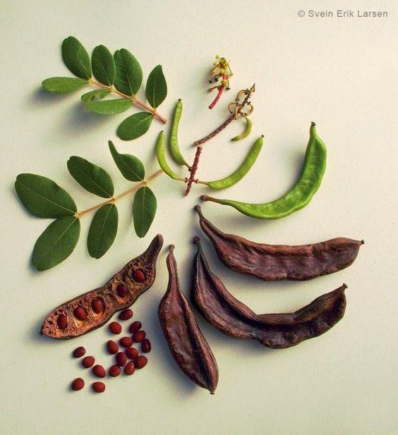 2. TEORIJSKI DIO 2.1. Podrijetlo, rasprostranjenost i uzgoj rogača Rogač (Ceratonia siliqua L.) je zimzeleni grm ili drvo, koje pripada porodici mahunarki (Fabaceae).