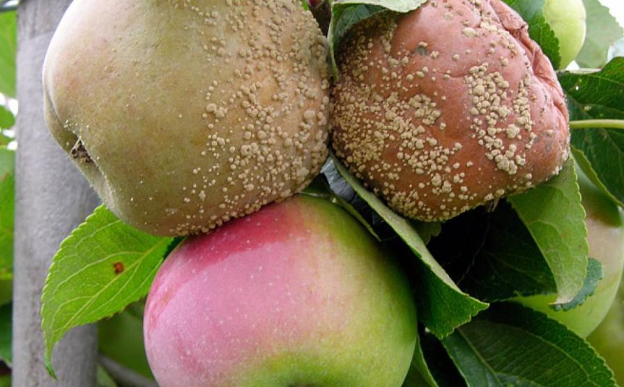 Slika 6. Trulež ploda jabuke (http://pinova.