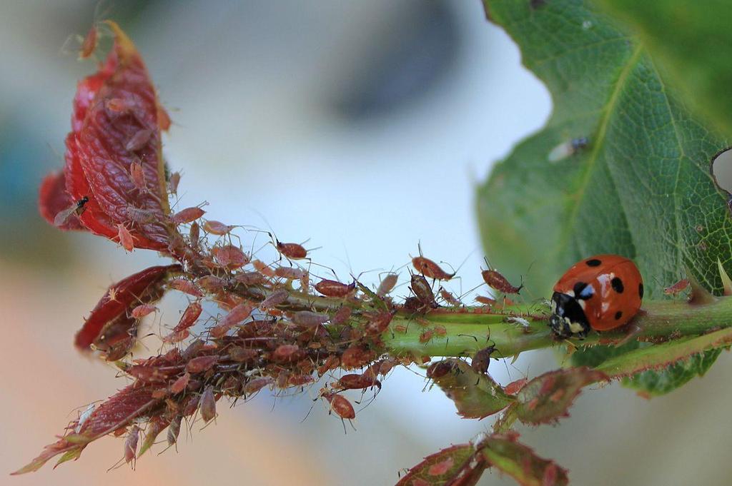 2.1.2. Biološka zaštita bilja Biološka zaštita bilja sve se više koristi i u Hrvatskoj. U prirodi svaki živi organizam ima svog prirodnog neprijatelja tzv. Zakon prirode (Slika 2.).