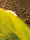 Soja koja je tretirana sa herbicidom Frontier Super posle setve, a pre nicanja PRVI TRETMAN SOJE Za prvi tretman soje važi zlatno pravilo: prati se uzrast korova, a ne soje!
