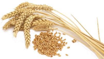 Podravkine potrebe za žitaricama i način rada Podravka godišnje za vlastite potrebe treba 90.000 t pšenice: 30.000 tona mlin Koprivnica i 60.