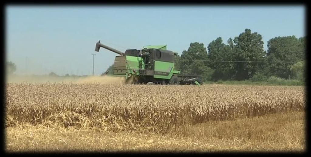 Razredi kvalitete kod pšenice Otkup žitarica i uljarica vršimo u skladu s pravilnikom o otkupu istih koji je