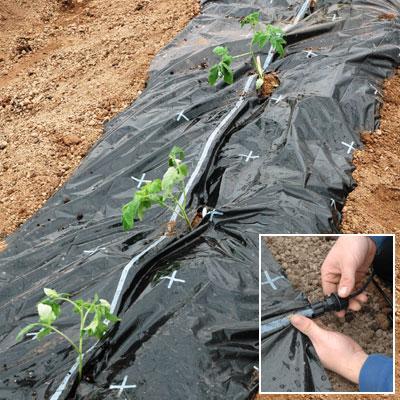 Slika 3. Sustav kap po kap postavljen ispod malč folije (Izvor: http://www.harrisseeds.com/storefront/p-14612-flora-flow-mulch-with-dripirrigation.