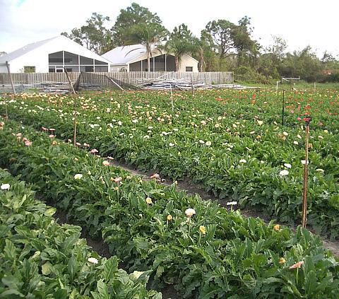 Slika 7. Uzgoj gerbera na otvorenom (Izvor: http://www.plantmanagementnetwork.org/pub/php/review/2005/methylbromide/ http://a3acrefarm.com/) 4.1.