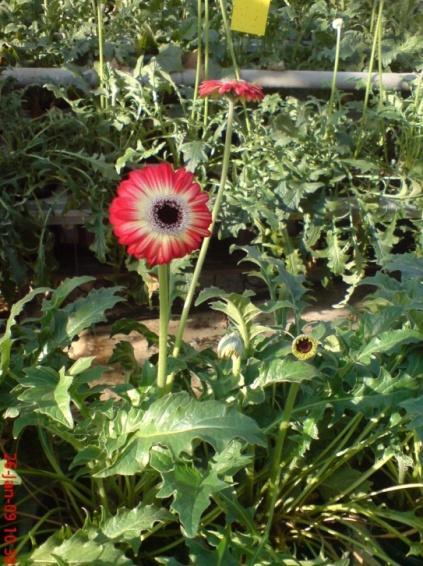 4.8. Uzgoj gerbera u gredicama/lončanicama Gerber se sadi tijekom polovice mjeseca lipnja, a prva berba je početkom